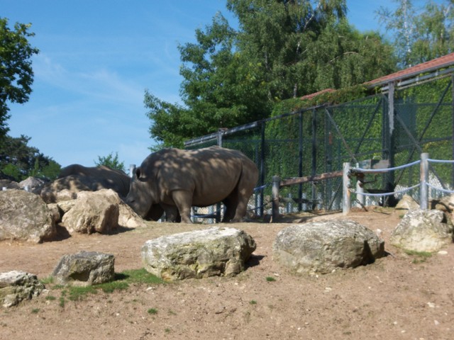 Une sortie au zoo de Beauval ....  04210