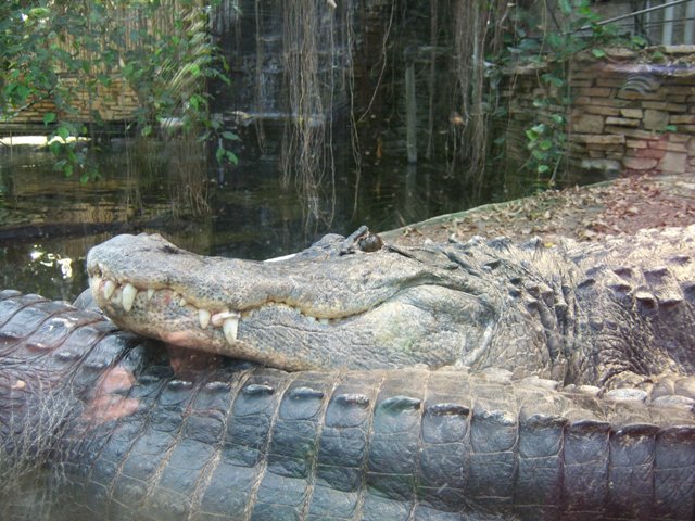 Une sortie au zoo de Beauval ....  05810