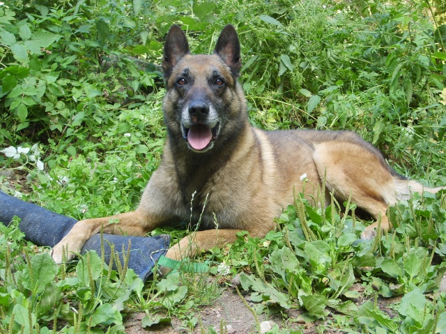 SOS Chiens de travail