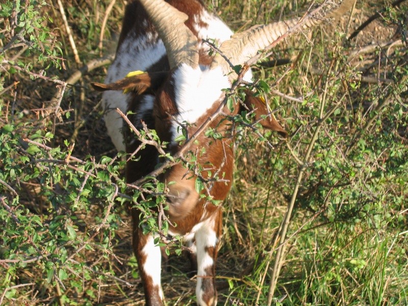 enfin du soleil aujourd'huiiiii Chevre23