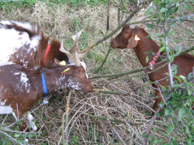 fin d'après midi avant de rentrer.... Chevre67