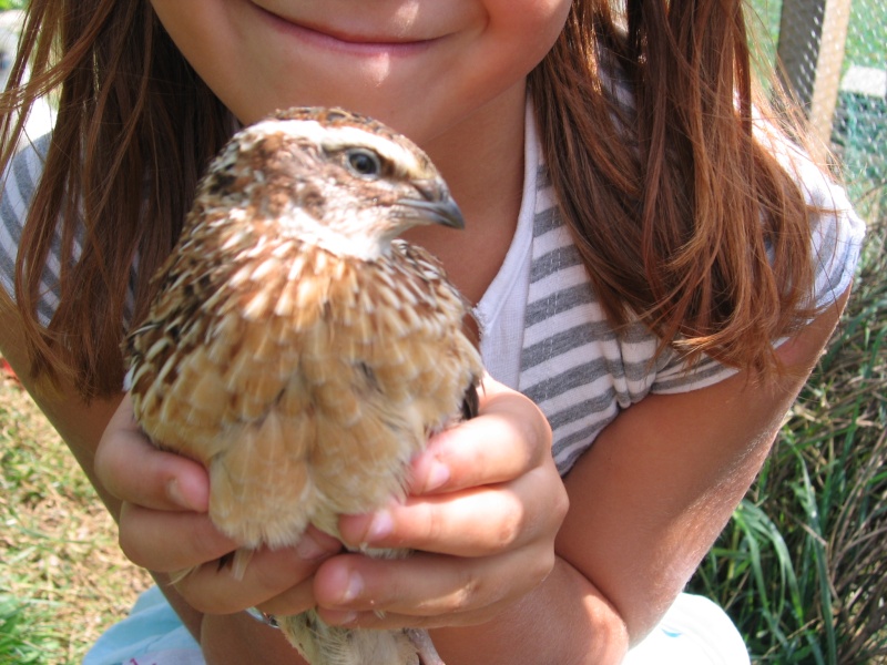 les nouvelles sont heuuuu collantes.. Poules10