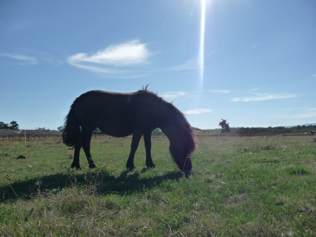 CONCOURS PHOTOS : Chevaux et nature.... - Page 2 Sept_253