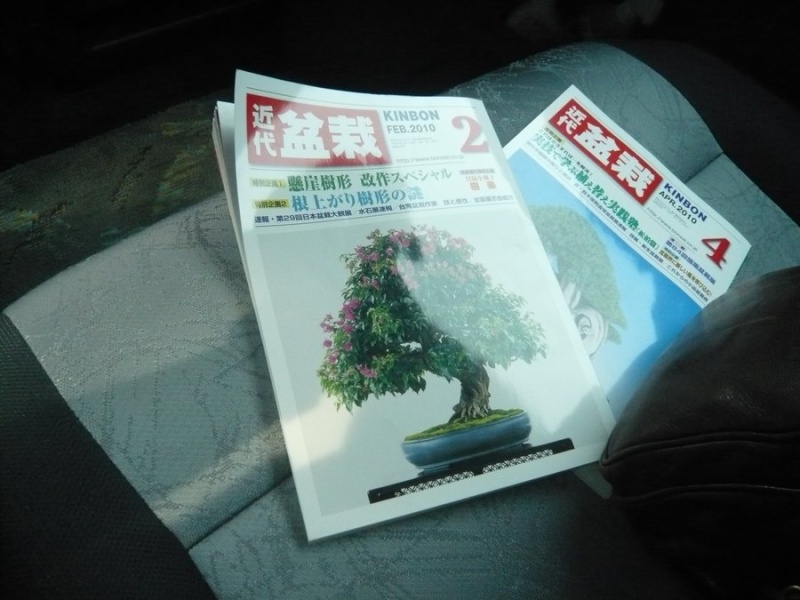 Medibonsai en Japón L1030014