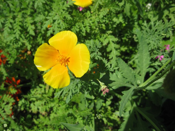 Petite fleur jaune (réponse trouvée merci) Identi10