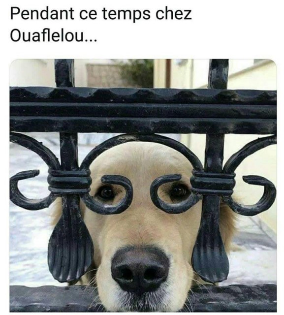 Images dessins et vidéos -en vrac - pour sourire ou s'étonner 50784611