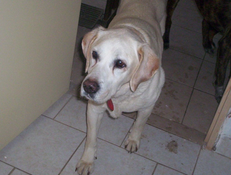 ORKA, labrador beige, 12 ans 000_1118