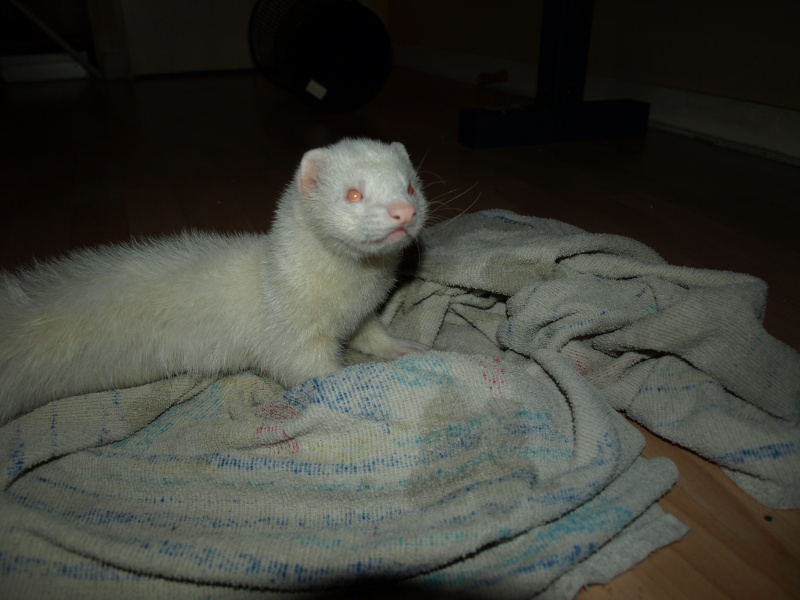 Bonjour ou bonsoir recherche famille pour adopté mon furet (URGENT) P7071510