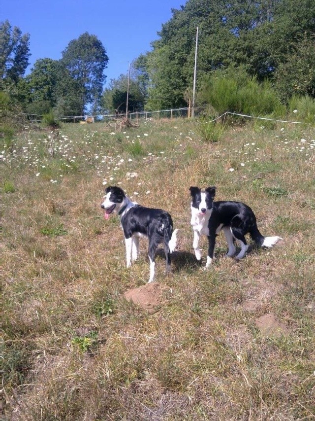 [Adopté] a donner chiot border collie mâle de 6 mois (chez te boy)