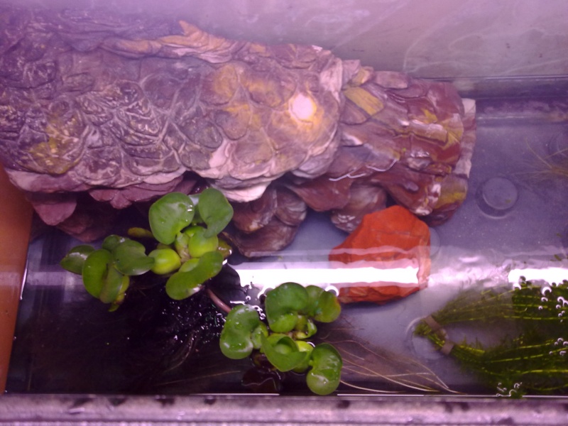 Voici mon aquarium pour mes rhinoclemmys funeréa 11072012