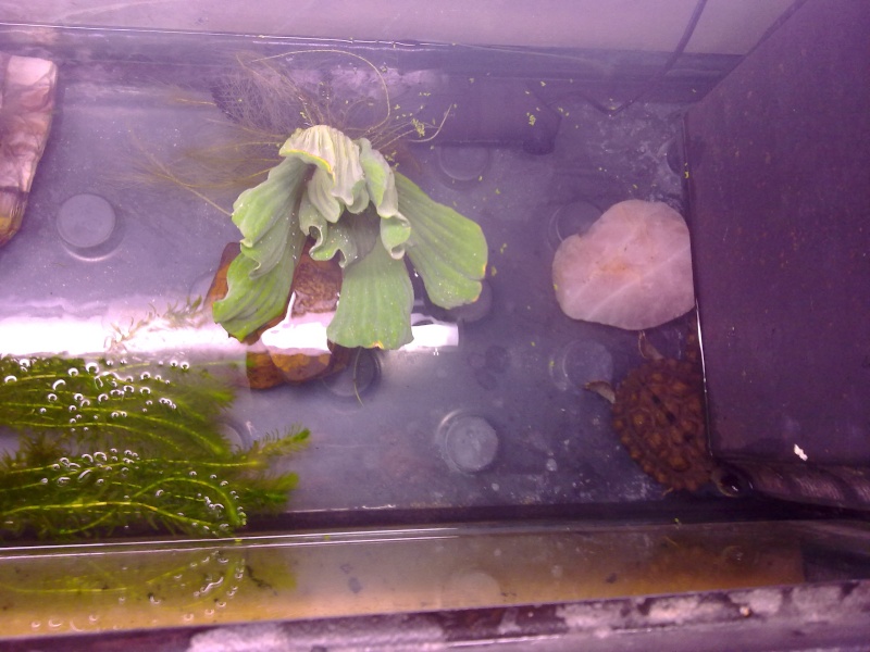 Voici mon aquarium pour mes rhinoclemmys funeréa 11072013