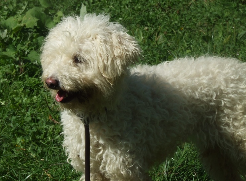 Clara, croisée Caniche/Bichon de 2 ans (Tabanac) Clar10