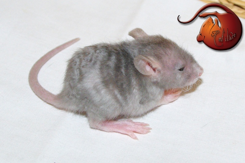 rat satin : mon projet repro Femell12