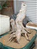 Pequeñas evoluciones : Ficus Retusa. - Página 3 Ficus_13