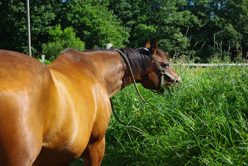 Les animaux des membres Imgp3310