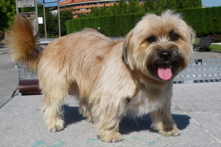 Boli, perro pequeño peluche de color canela - adoptado en Oviedo Junio 2010 Bobi_j10