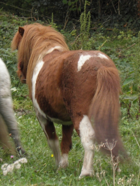 Uragan, hongre shet pie 5 ans (visible dans le 24) 4c10