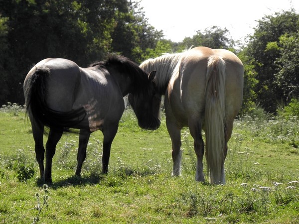 N'Siwa, ponette könig polski 6 ans montée P8110120