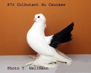 طيار شمال القوقاز Culbutant caucase  111