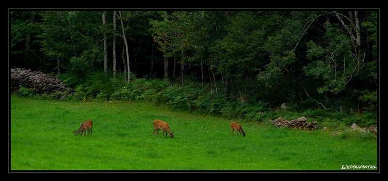 biche oh ma biche!!! Imgp5114