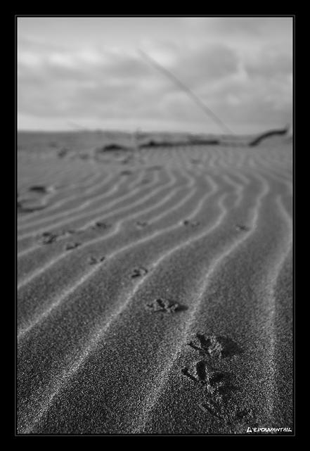 sur la plage abandonne Imgp8211