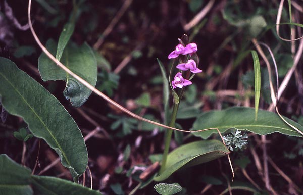 POUR LES AMOUREUX DES ORCHIDEES--- - Page 4 Acerat10