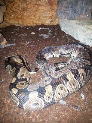 pythons regius   13447610