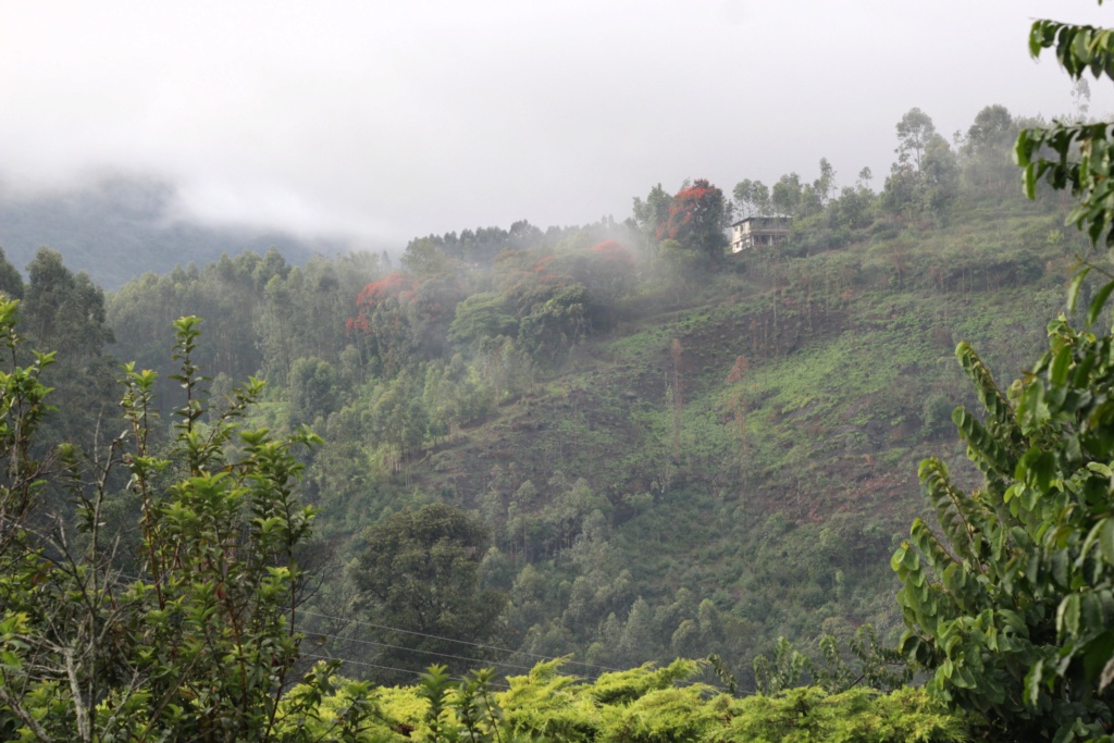 Plantations de thé dans le sud de l'Inde Wester10