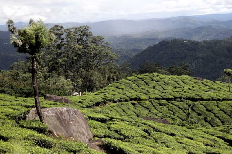 Plantations de thé dans le sud de l'Inde Wester14