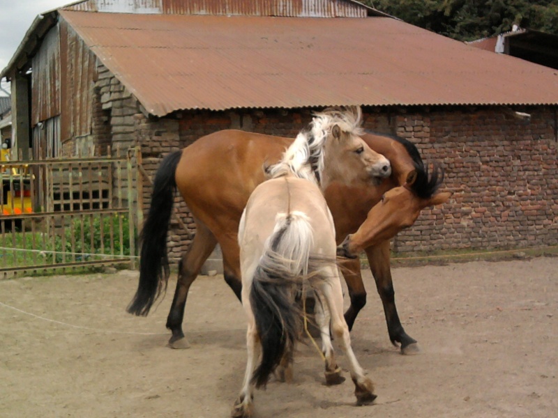 commentaires => nos chevaux pas content Photo046
