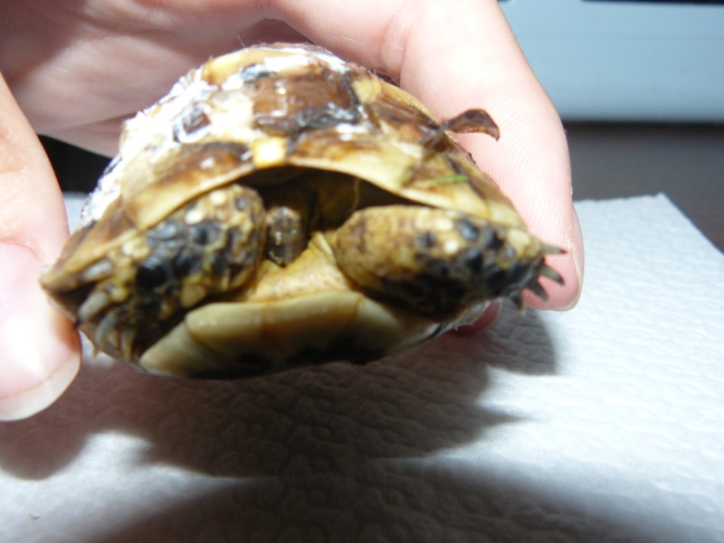Ma petite Tortue - Page 2 P1070911