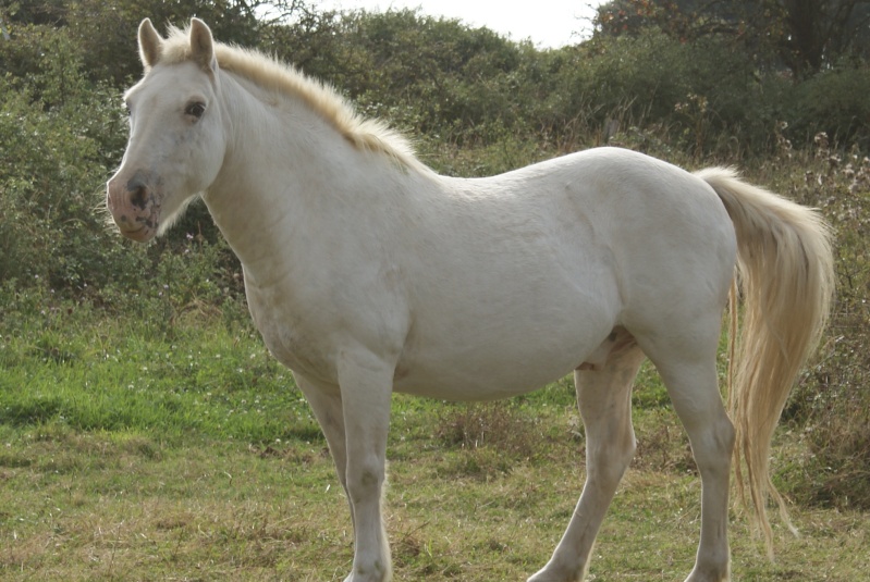 mes compagnons de routes Dsc00521