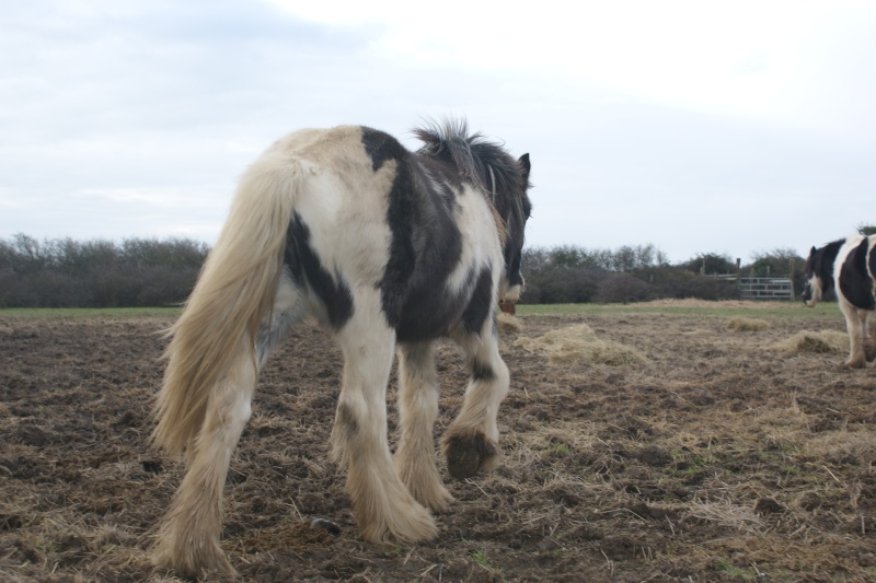 Umiko et Unméi: 2ans et demi, Vanaja et Jerry! 20 mois Dsc06025