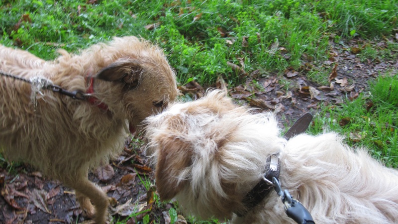 Fifi, croisée griffon beige de 7 ans, stérilisée Api_x_14