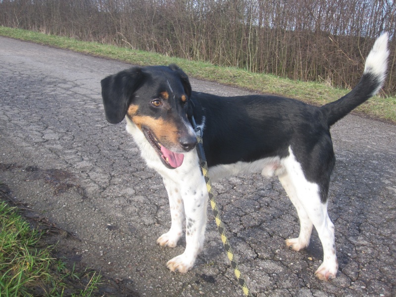 BENJI, croisé beagle mâle, 7 ans 1/2 (54) Benji_10