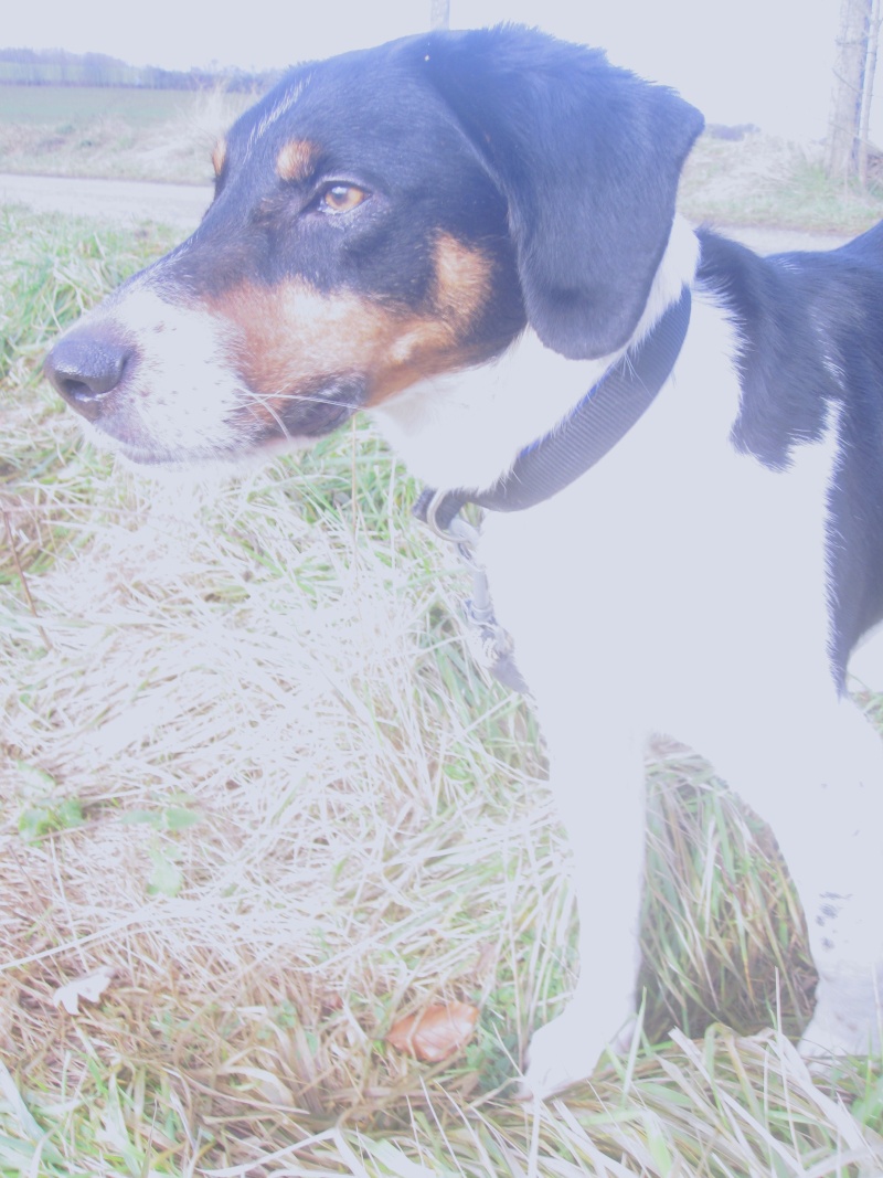 BENJI, croisé beagle mâle, 7 ans 1/2 (54) Benji_11