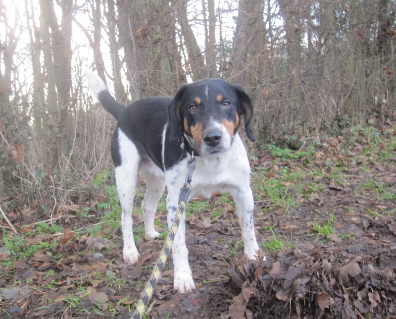 BENJI, croisé beagle mâle, 7 ans 1/2 (54) Benji_13