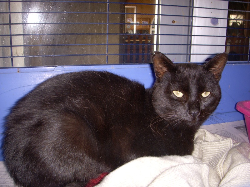 looka - Looka, chat noir d'environ 6 ans - Refuge SPA d'Amance Chat_n10