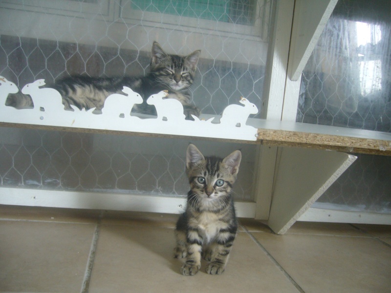 Une portée de chatons tigrés gris de 2 mois Chaton12