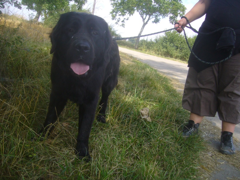 Eliott, croisé terre neuve de 2 ans Elliot10