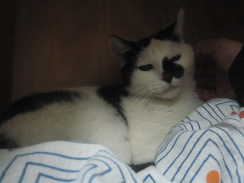 Hallogène, chatte blanche et noire aveugle de 6 ans Hallog11