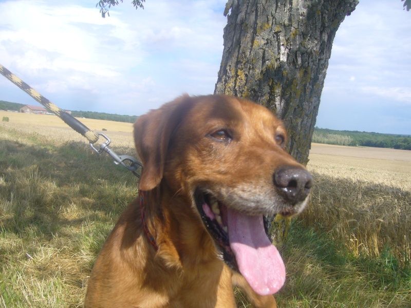 Junior, croisé labrador beige/roux, né en août 2001 - refuge SPA d'Amance Junior13