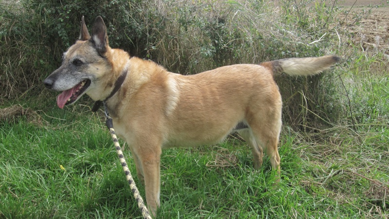 Phoebe, malinoise de 11 ans, stérilisée Phoebe13