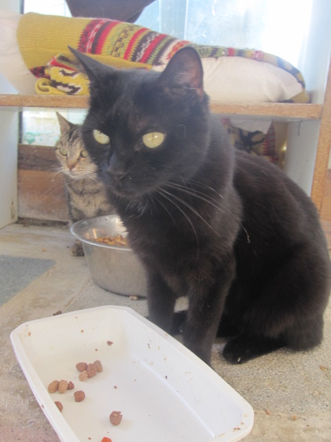Titi, chat noir de 6 ans - refuge SPA d'Amance Titi_j11