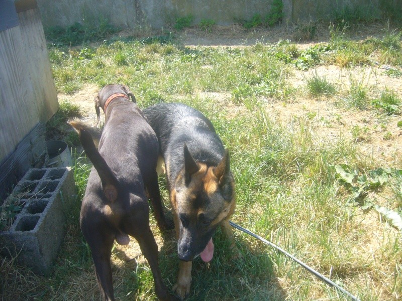 Zelda, berger allemand de 5 ans 1/2, stérilisée Zelda_11