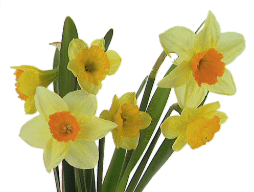 L'alphabet des plantes et fleurs - Page 2 Narcis10