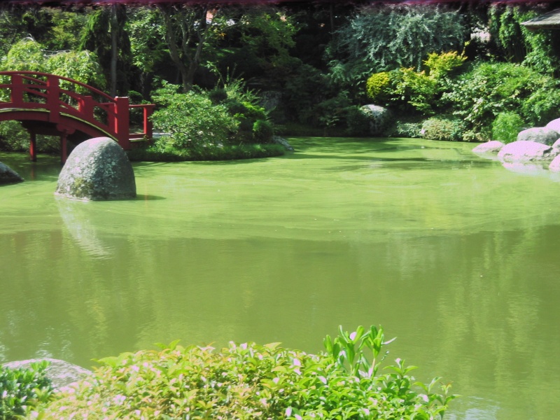 Toulouse-31- Jardin Japonais du Parc Compans Caffarelli Img_0138