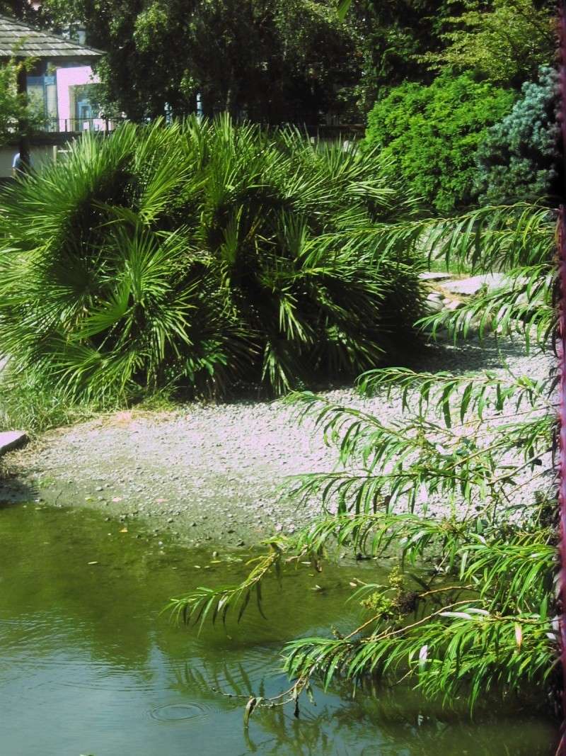 Toulouse-31- Jardin Japonais du Parc Compans Caffarelli Img_0140