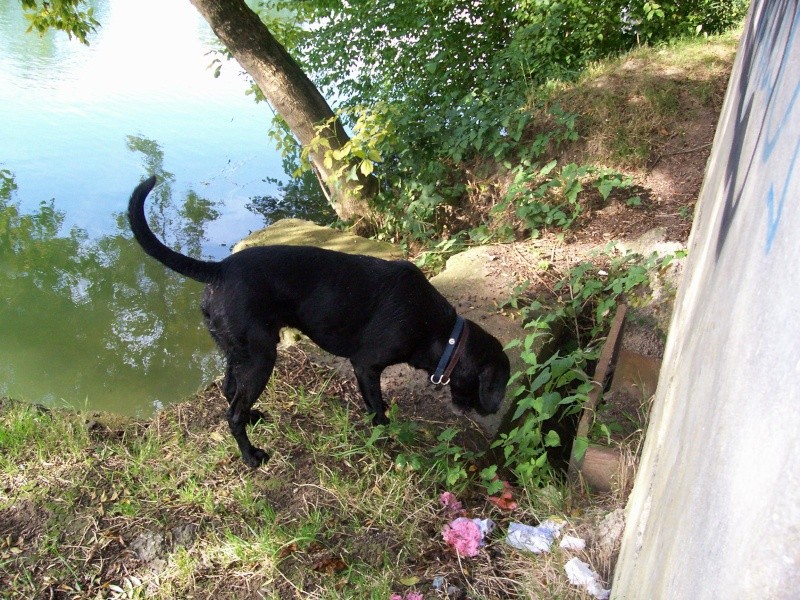 Mon toutou dans l'eau ^^ 100_2330