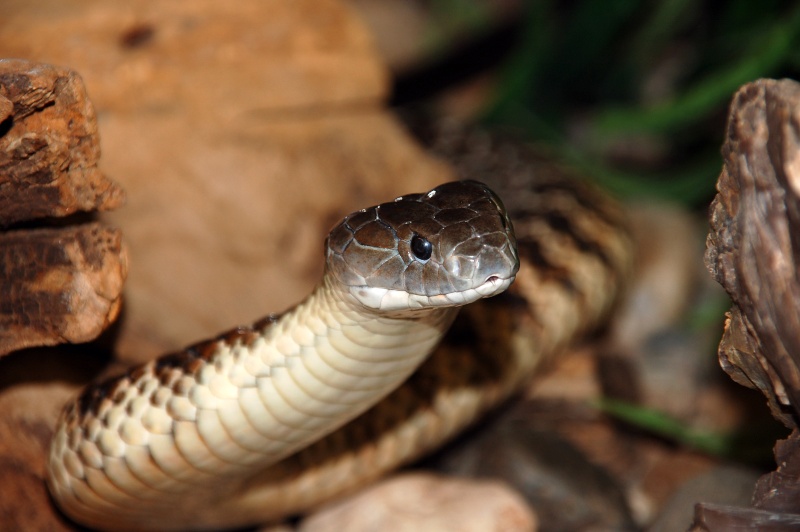 P. goldii etc... Female11